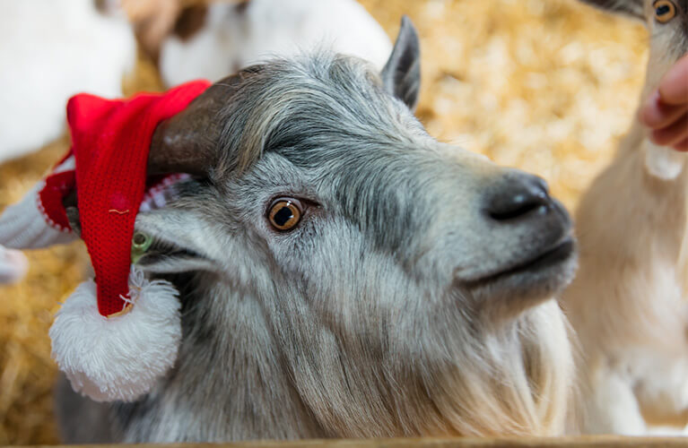 Grey goat in a red and white Santa hat looks up curiously, with blurred straw bedding in the background.