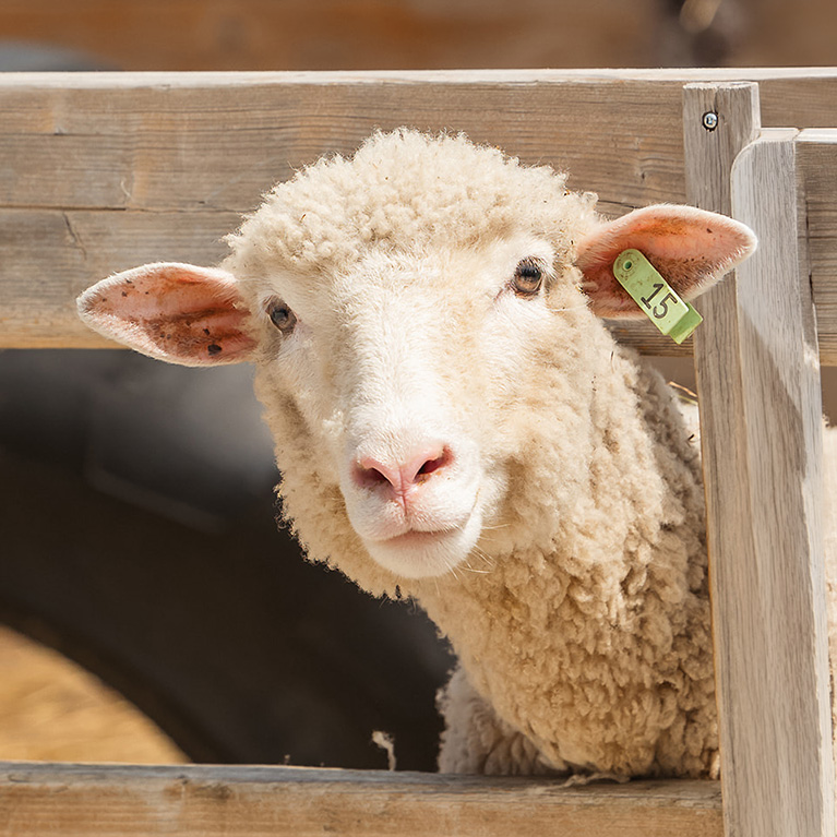 A sheep with curly white wool and a green ear tag numbered 15 peers through a wooden fence, its face in sharp focus.